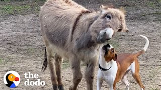 This Donkey And His Pittie BFF Do What  The Dodo Odd Couples [upl. by Thirza530]