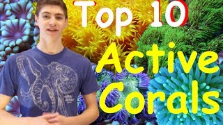 Top 10 Most Active Corals for Reef Tanks [upl. by Tnafni]