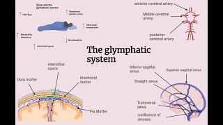 The glymphatic system in 4 diagrams [upl. by Hbaruas913]