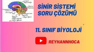 SİNİR SİSTEMİ SORU ÇÖZÜMÜ 1 [upl. by Adnohsek418]