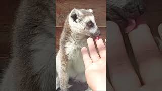 Attention Lemur Wants to Taste Your Fingers 🦝👆😋 Why Though [upl. by Akired236]