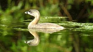 Piedbilled Grebe [upl. by Hector946]