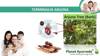 Terminalia Arjuna For Heart Problems  Best Herbal Remedy [upl. by Feltie405]