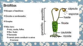Briófitas e Pteridófitas [upl. by Ynnaf]