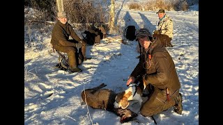 Rådyrjakt i Leksvik  Beagleaction [upl. by Alegnatal]