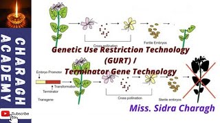 Genetic Use Restriction Technology GURT Terminator Gene Technology [upl. by Okun]