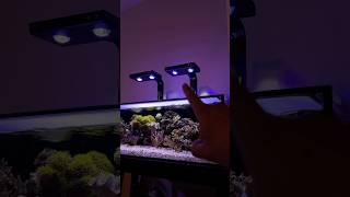 Lighting for reef tank 💡 aquarium reeftank [upl. by Inal]