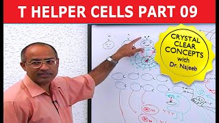 T Helper Cells  Immunology  Part 910 [upl. by Azelea787]