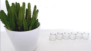 How to Grow Stapelia Succulent Plants from Cuttings in Water Stapelia Hirsuta Propagation [upl. by Siradal]