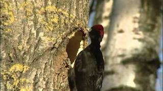 SPILLKRÅKA Black Woodpecker Dryocopus martius Klipp  496 [upl. by Lynda]