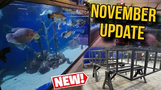 Early November Update Fish Tanks and More [upl. by Donelle]