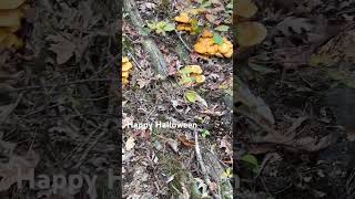 A forest of Jack O’Lantern mushrooms Omphalotus olearius are poisonous and glow in the dark [upl. by Sunev115]