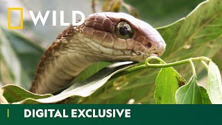 Catching A Sneaky Boomslang Snake  Snakes In The City  National Geographic WILD UK [upl. by Laurita775]