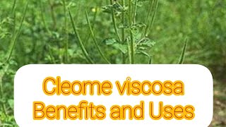 Cleome Viscosa Benefits and Uses [upl. by Fe]