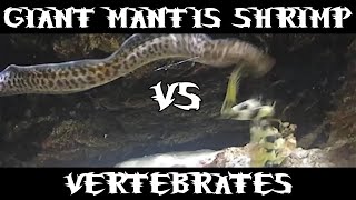 Giant Spearing Mantis Shrimp Vs Many [upl. by Matazzoni904]