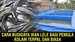 Cara Budidaya Ikan Lele Bagi Pemula Kolam Terpal dan Biasa [upl. by Iramo]