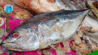 Wow Expensive Big Tuna Fish And Pangas Fish Fast Cutting Skills l Amazing Fish Cutting Skill [upl. by Arlette661]