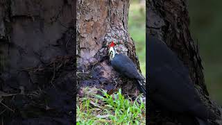 The hardworking woodpeckerwoodpecker shortsvideo birds [upl. by Bekelja]