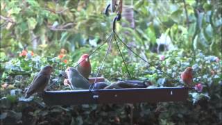 Parrots and Java Finches on Maui Hawaii [upl. by Birck]