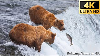 4K Winter Animals Grizzly Bears Catching Salmon  Scenic Wildlife Film With African Music [upl. by Naesar]