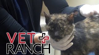 Lovable Cat Saved from Euthanasia [upl. by Thgiled]