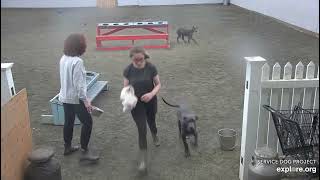 Arena Brekkies Blues Elwood sister Piper then Jake DonnaC Emeline 5192024 exploreorg [upl. by Arej235]