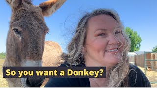 Should I buy a donkey 15 things you need to consider before getting a donkey [upl. by Llebiram53]