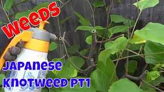 Treating Japanese Knotweed pt 1  Weeds [upl. by Pascale887]