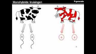 Instructie kruisingsschemas maken [upl. by Acimat3]