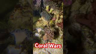 Nano Reef Tank Coral Warfare Hammer coral vs torch coral coral reef saltwater fishkeeping [upl. by Aihsemaj312]