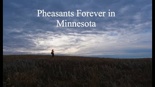 Pheasants Forever in Minnesota A legacy of growth and impact [upl. by Myles359]