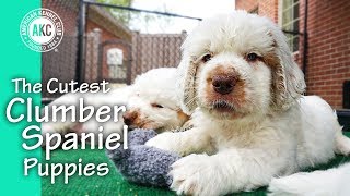 The Cutest Clumber Spaniel Puppies [upl. by Colwin340]