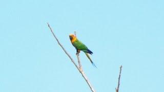 Aves do Brasil O canto da Jandaiaverdadeira Aratinga jandaya  Jandaya Parakeet [upl. by Htieh]