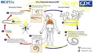 Filarial nematodes [upl. by Eleen]