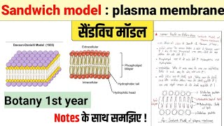 Sandwich model of cell membrane  सैंडविच मॉडल  sandwich model of plasma membrane [upl. by Nadda751]