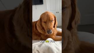 Golden Retriever vs Sleepiness The Ultimate Showdown [upl. by Aivatnuhs]