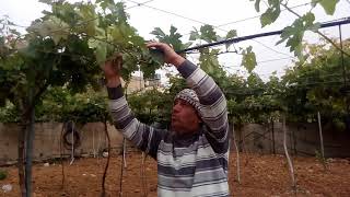 التوريق الربيعي لشجرة العنب  2 Spring Vineyard Pruning [upl. by Naraa]