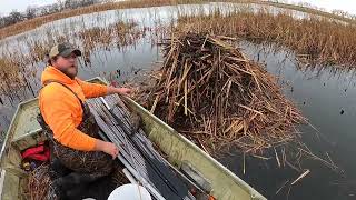 Muskrat check 2 better then the first [upl. by Inus]