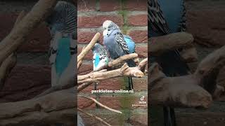 budgerigars budgieshorts birds parakeets birdsounds parkieten lovebirds grasparkiet aviary [upl. by Chemarin]