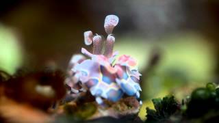 Harlequin Shrimp too Hungry [upl. by Ditter]