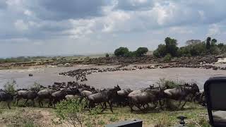 Serengeti national Park Tanzania wildebeest migration crossing Mara river [upl. by Sixela2]