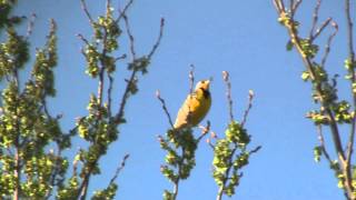 Western Meadowlark [upl. by Davidde855]