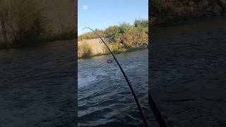 SILURO attacca il RAPALA J13fishing fishingvideo catfishing [upl. by Grayson384]