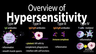 Hypersensitivity Overview of the 4 Types Animation [upl. by Gardener466]