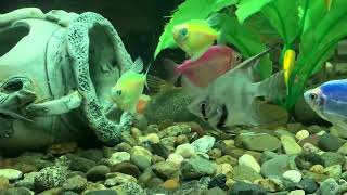 A selection of videos with the best moments of aquarium fish scalars [upl. by Namien]