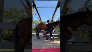 Equine Structural Integration  Session 3 [upl. by Robbert]