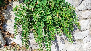 Worlds northernmost Capers Capparis spinosa growing Area in the Italian Alps [upl. by Fischer982]