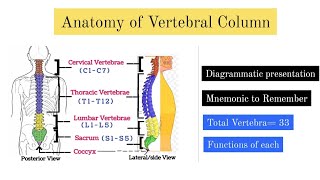 Human Vertebral Column  Cervical sacral Lumbar sacrum coccyx  Animated Explain  Mnemonic [upl. by Nauqet698]