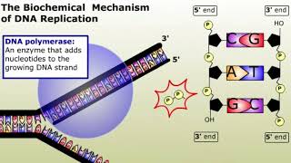 The Biochemical Mechanism of DNA Replication [upl. by Rhianon]