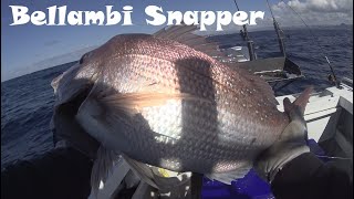 Offshore Fishing in Bellambi for Snapper  Catching PBs  boatfishing snapperfishing [upl. by Aramoy871]